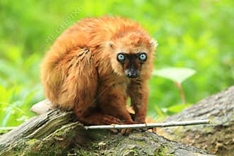 Blue-eyed black lemur