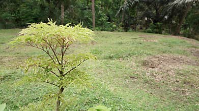 tree berlangkas & x28;Polyscias fruticosa& x29; grows well