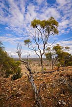 Mulga trees in flower on a stony hill overlooking a huge mulga forest on the plain below.