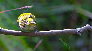Chestnut-flanked White-eye