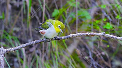 Chestnut-flanked White-eye
