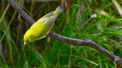 Chestnut-flanked White-eye