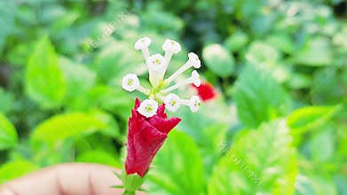Close up of red hibiscus bud with cluster of white flowers and green foliage
