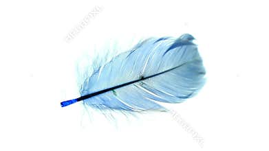 Swinging feather