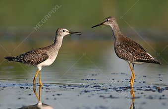 Two lesser yellowlegs