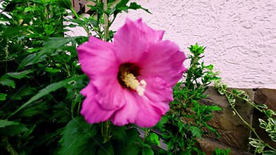 Pink Hibiscus Flower Swaying in the Breeze