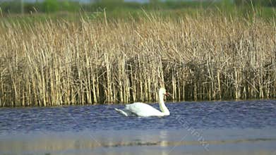 Mute swan (Cygnus olor). A white swan swims in a pond. Slow motion