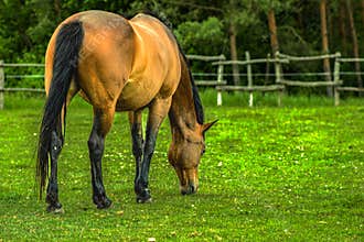 Brown horse grazing on a green meadow