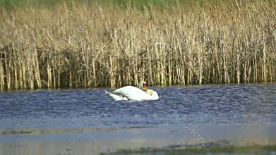 Mute swan (Cygnus olor). A white swan swims in a pond. Slow motion
