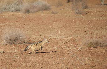 Aardwolf