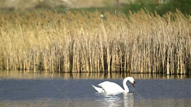 Mute swan (Cygnus olor).A white swan swims in a pond. The bird dives head first into the water in search of food.