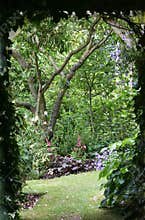 Into the Garden