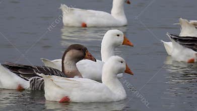 A Serene White Emden goose Gently Gliding on the Calm Waters Surface with Tranquil Surroundings