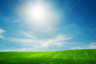 Spring field of green grass. Blue sunny sky