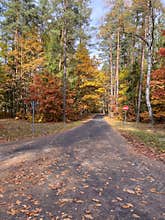 The most beautiful autumn landscape is the Golden Autumn in Belovezhskaya Pushcha