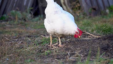 A white chicken runs through green meadow and looks for food nearby.