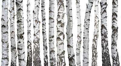 Birch trunks isolated on white