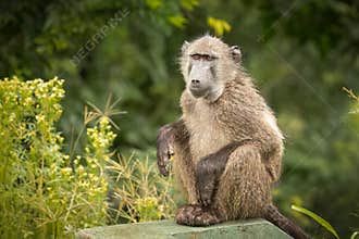 A chacma or Cape baboon sits in a cute and furry pose on a rock.