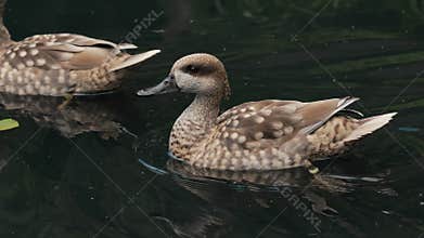 Ringed exotic teal resting on pond. Rare tropical waterfowl in natural habitat.