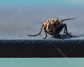 Red-Eyed Fly Resting on a Balustrade
