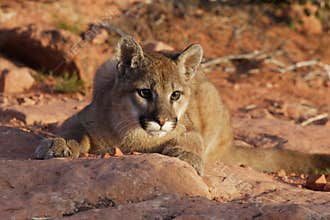 Mountain Lion