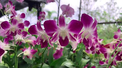 Beautiful orchid flower close up with vibrant petals in decorative garden setting