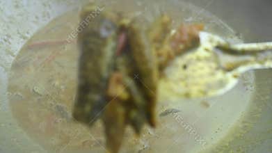 Small Snakehead or Channa orientalis fish curry.
