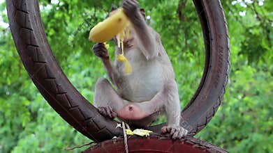 Monkey sits inside the wheel and eats banana
