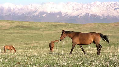Walking Horse
