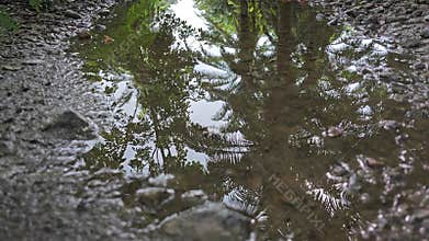 stagnant pool of rainwater along the diminishing perspective rural pathway into the rural countryside