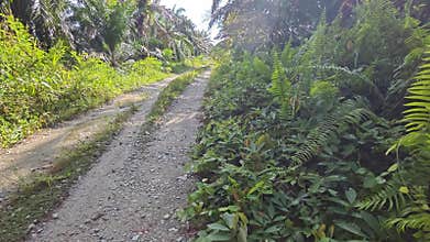 stagnant pool of rainwater along the diminishing perspective rural pathway into the rural countryside