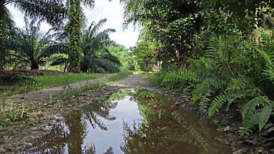 stagnant pool of rainwater along the diminishing perspective rural pathway into the rural countryside