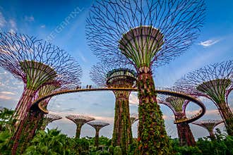 Gardens by the bay Singapore