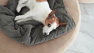 jack russell sleeping on gray blanket indoors