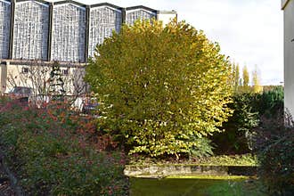 autumn tree with a church side background