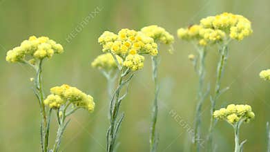Dwarf everlast yellow flowers on a meadow