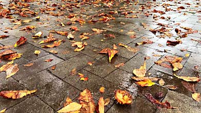 Low angle view over wet blocks and fallen horse chestnut leaves