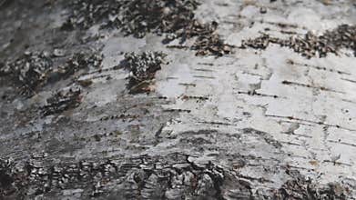 Tree birch, bark close up