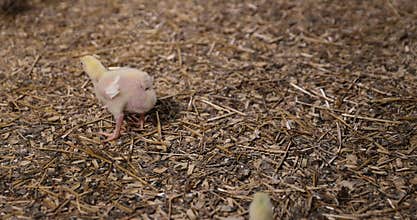 young broiler chickens at a large poultry farm