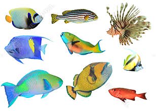 Tropical Reef Fish isolated