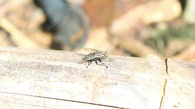 A fly perches on a bamboo stick