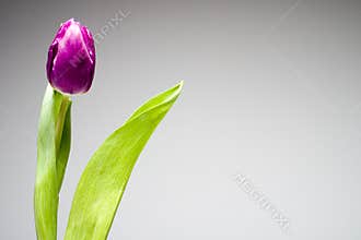 Purple tulip