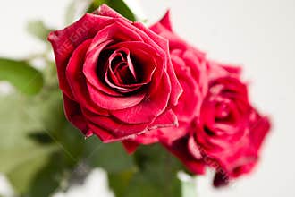 Roses