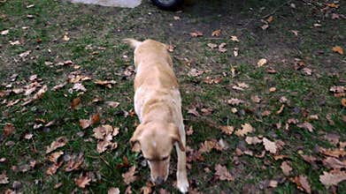 The dog approaches its owner.
