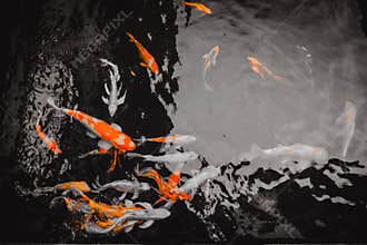 Colourfull Fishes in a pool