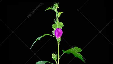 Opening Beautiful Pink Hibiscus Flower
