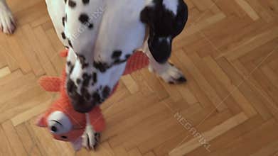 playful dalmatian dog happily chewing and holding an orange plush toy in its mouth on a wooden floor at home, symbolizing