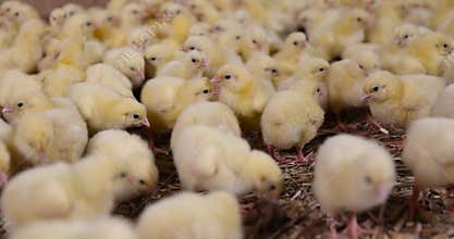beautiful little chickens in soft yellow fluff and the first white