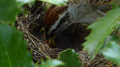 Feeding Time At The Sparrow Nest