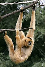 Gibbon